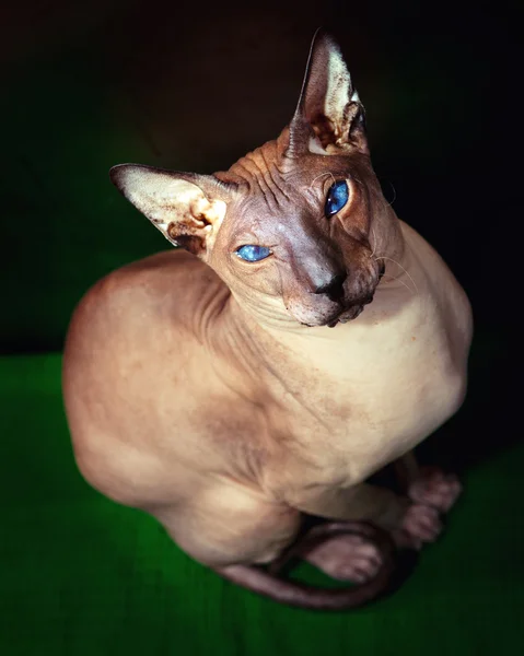 Gato careca — Fotografia de Stock