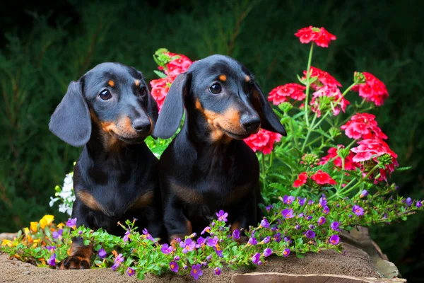 Dackel im Garten — Stockfoto