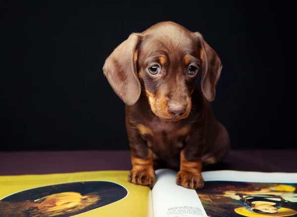 Dachshund in studio — Stock Photo, Image