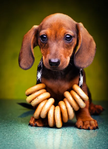 Dachshund en el estudio — Foto de Stock