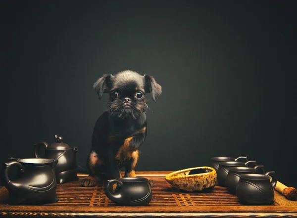 Cão no estúdio — Fotografia de Stock