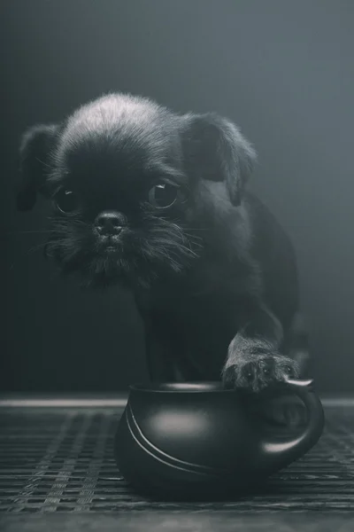 Cão no estúdio — Fotografia de Stock