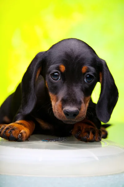 Dachshund in studio — Stockfoto