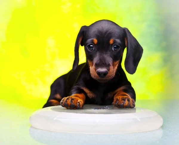 Dachshund en el estudio —  Fotos de Stock