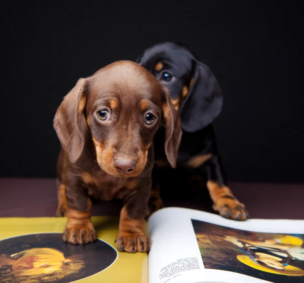 Jezevčík v studio — Stock fotografie