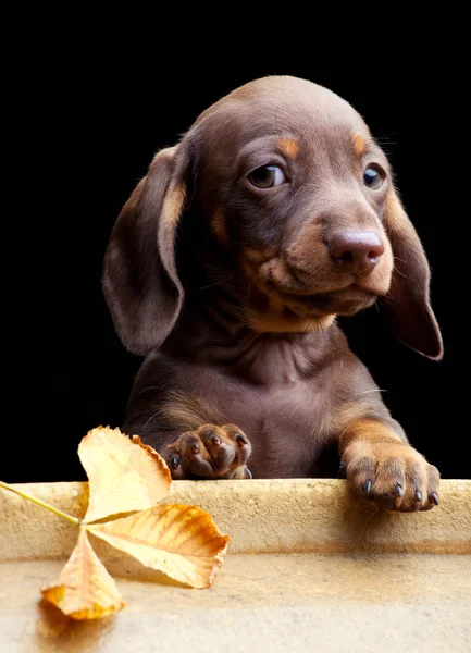 Dachshund in de tuin — Stockfoto