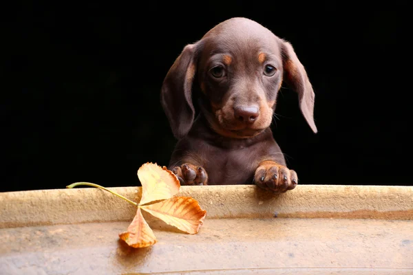 Dachshund no jardim — Fotografia de Stock