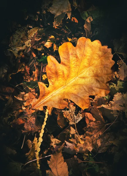 Season autumn — Stock Photo, Image