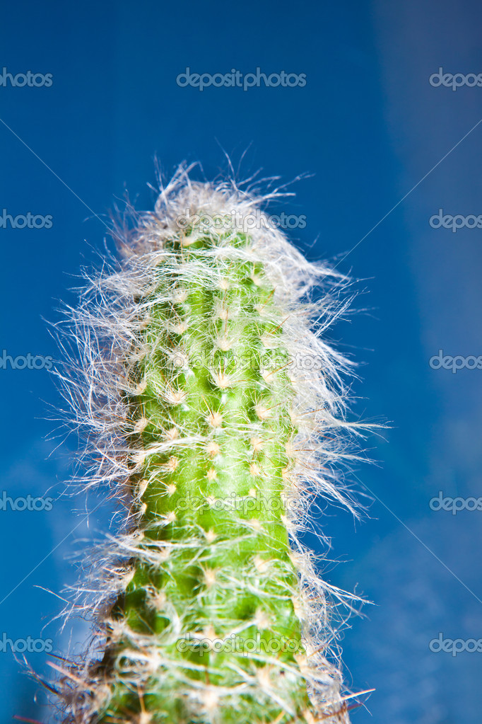 Cactus — Fotos de Stock © GORLOV #34449317
