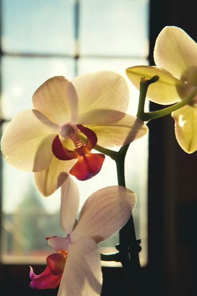 Divoká orchidej — Stock fotografie