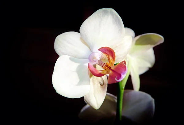 Wilde Orchidee — Stockfoto