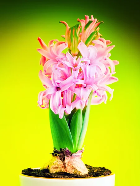 Квітка hyacinthus — стокове фото