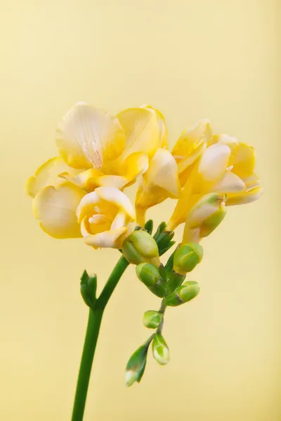 Květiny na osmý březen — Stock fotografie