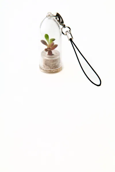 Mini cactus — Stock Photo, Image