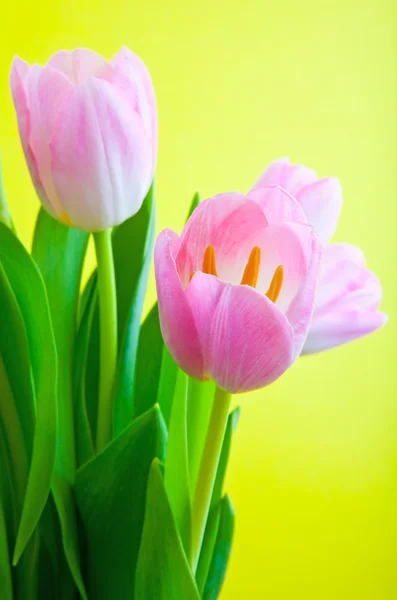 Flowers for  eighth March — Stock Photo, Image