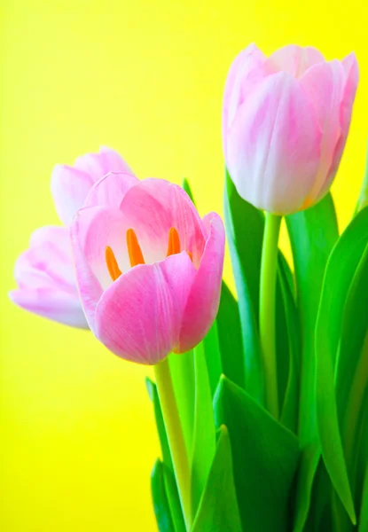 Flowers for  eighth March — Stock Photo, Image