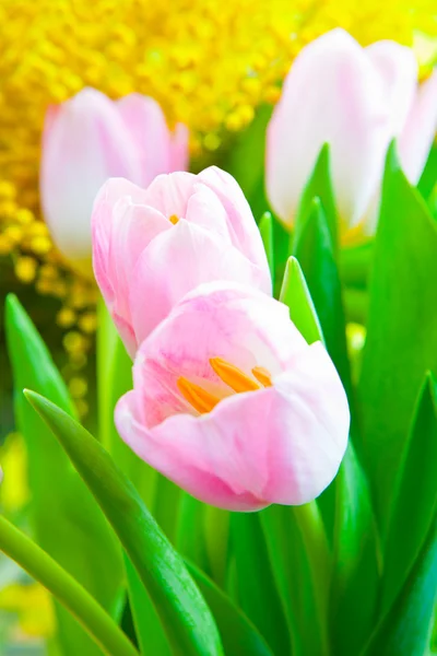 Květiny na osmý březen — Stock fotografie