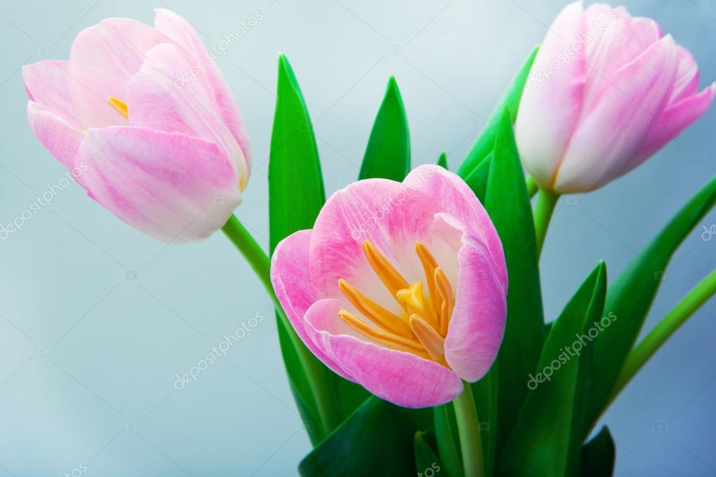 Fondos de pantalla de tulipán fotos de stock, imágenes de Fondos de  pantalla de tulipán sin royalties | Depositphotos