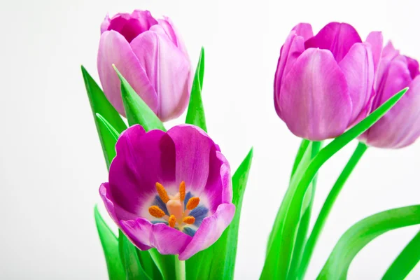 Bloemen voor achtste maart — Stockfoto