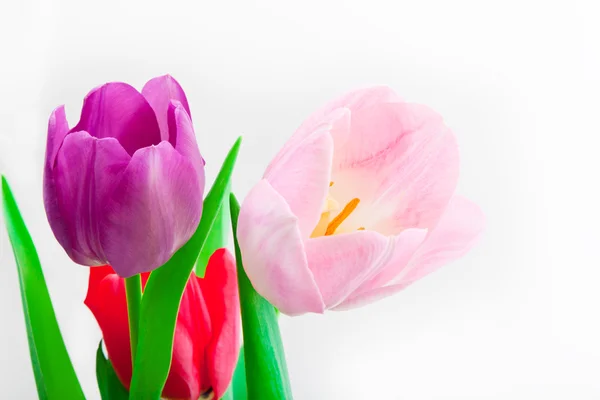 Flowers for  eighth March — Stock Photo, Image