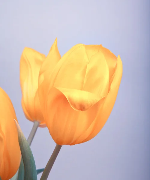 Bloemen voor achtste maart — Stockfoto