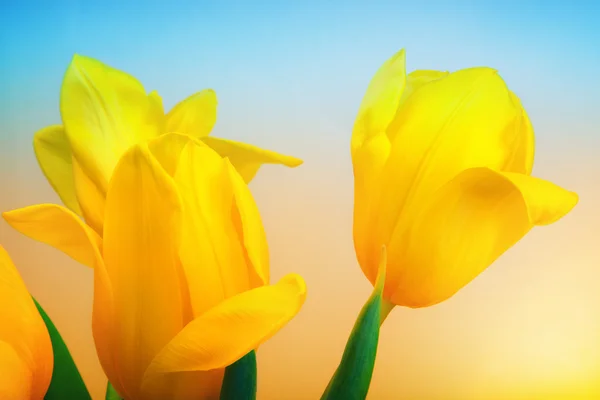 Blumen für den achten März — Stockfoto