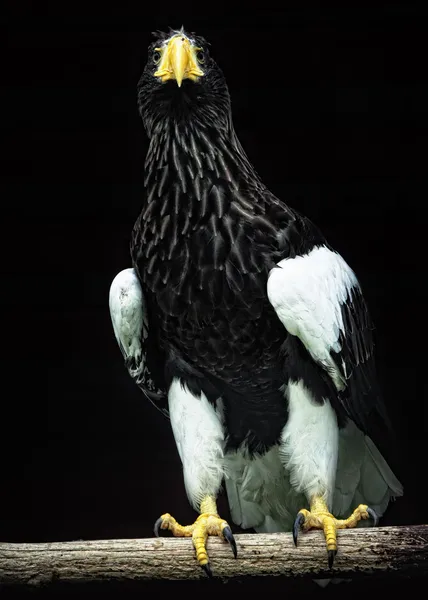 Дикий орел — стоковое фото