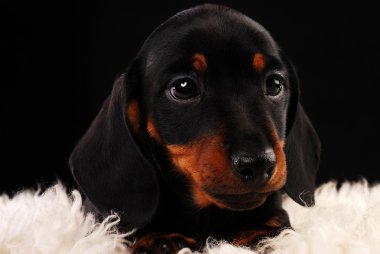 Dachshund