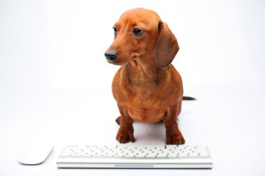 Dachshund