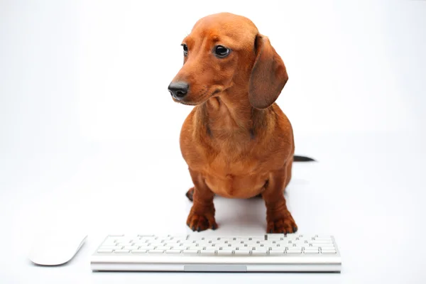 Dachshund — Stock Photo, Image