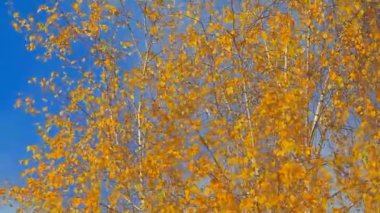 Ağaç mavisi gökyüzünün görüntüleri