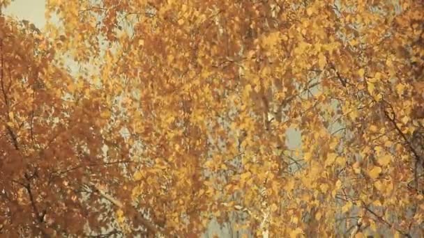 Filmmaterial Vom Herbst Baum Hintergrund — Stockvideo