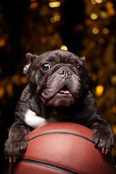 Imagem Cão Basquete Fundo Escuro — Fotografia de Stock