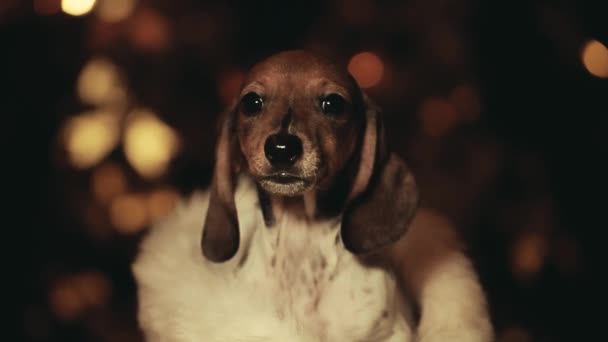 Köpek Koyu Arkaplan Görüntüleri — Stok video