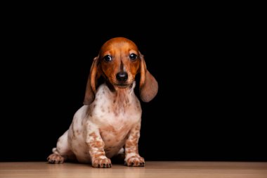 Köpek koyu arkaplan resmi 