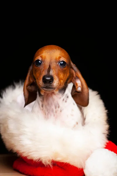 Bild Hund Hatt Mörk Bakgrund — Stockfoto