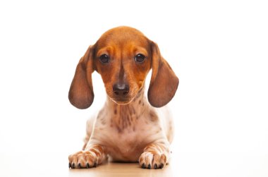 Köpek beyazı arkaplan resmi 