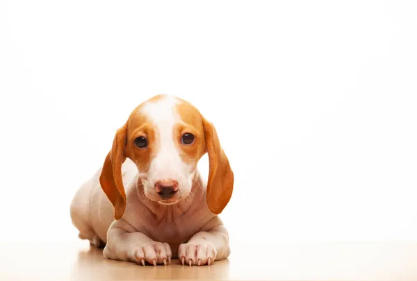 Imagen Perro Fondo Blanco — Foto de Stock