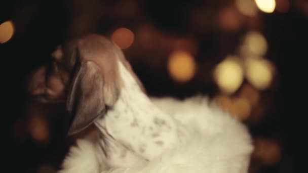 Filmmaterial Vom Dunklen Hintergrund Des Hundes — Stockvideo