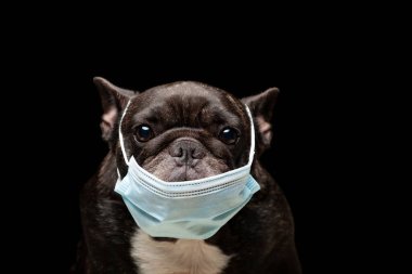Köpek koyu arkaplan resmi