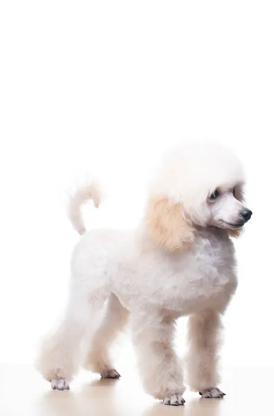 Köpek Beyazı Arkaplan Resmi — Stok fotoğraf