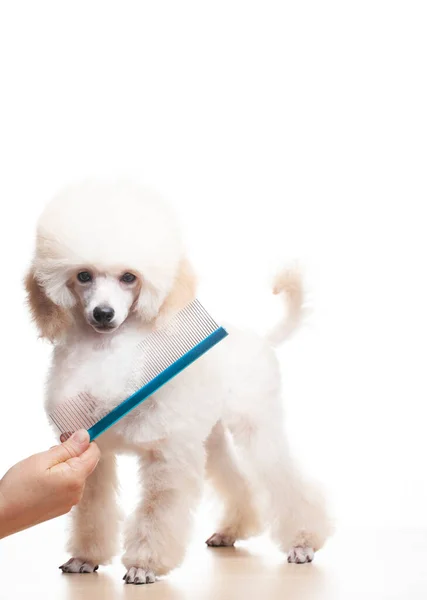 Bild Des Hundes Hand Haarbürste Weißen Hintergrund — Stockfoto