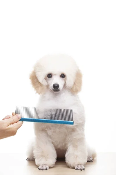 Image Dog Hand Hairbrush White Background — Stock Photo, Image