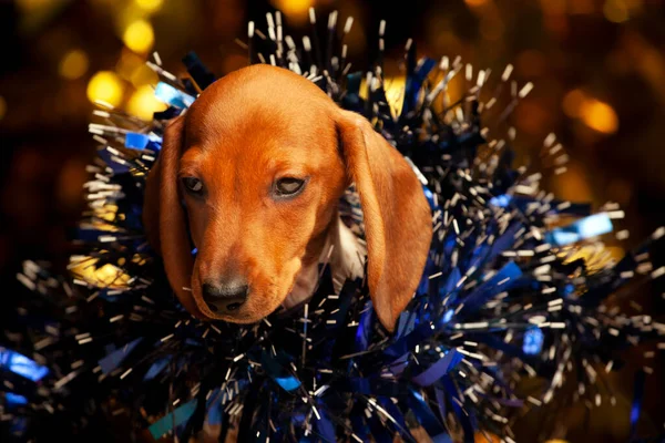 Kuva Koiran Sinisimpukka Tumma Tausta — kuvapankkivalokuva