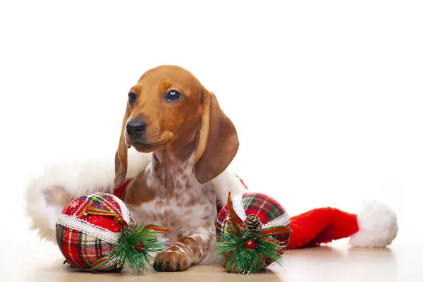 犬の新年のおもちゃのイメージ白い背景 — ストック写真