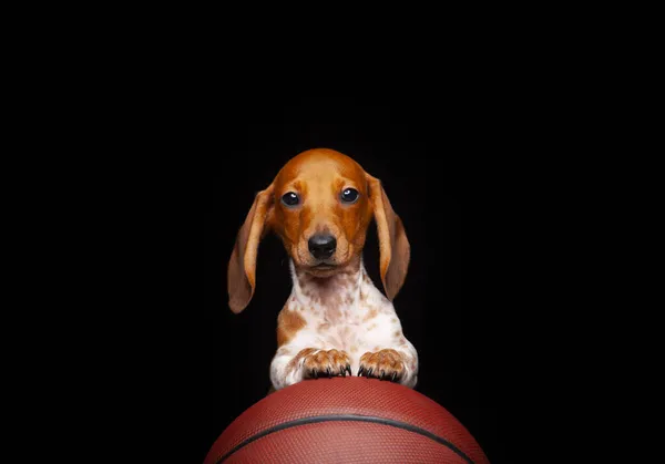 Image Basket Ball Pour Chien Fond Sombre — Photo