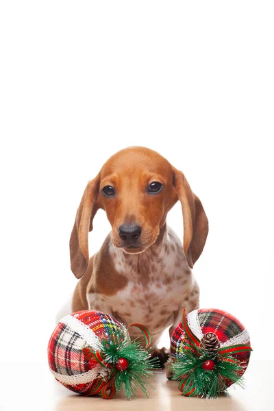 Afbeelding Van Hond Nieuwjaar Speelgoed Witte Achtergrond — Stockfoto