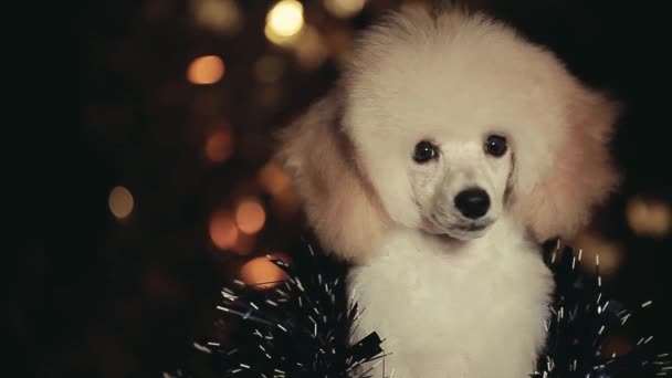 Köpek Süslemesinin Karanlık Arkaplan Görüntüleri — Stok video