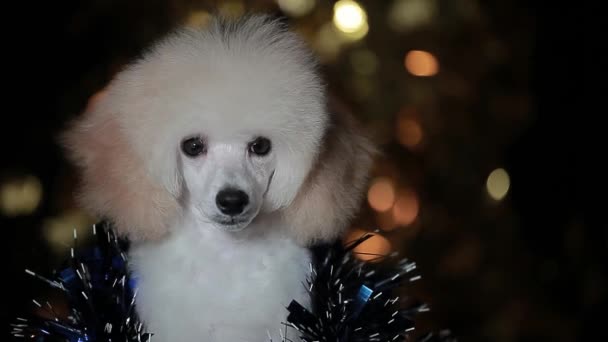 Beeldmateriaal Van Hond Tinsel Donkere Achtergrond — Stockvideo