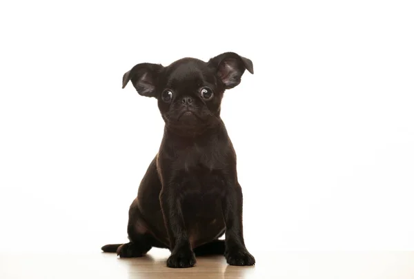 犬の白い背景のイメージ — ストック写真